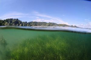 View above and below water, seagrass below the water