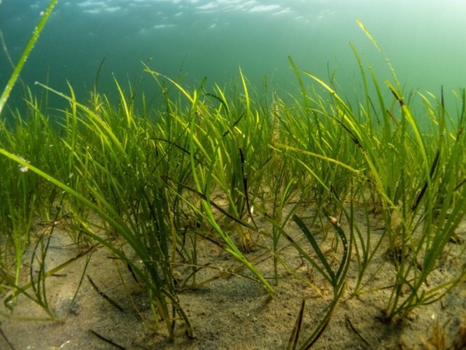 Lost Seagrass / Shetland - Scottish Marine Environmental Enhancement Fund