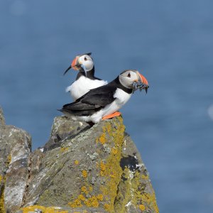 Puffins