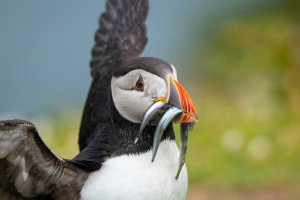 A puffin eating fish