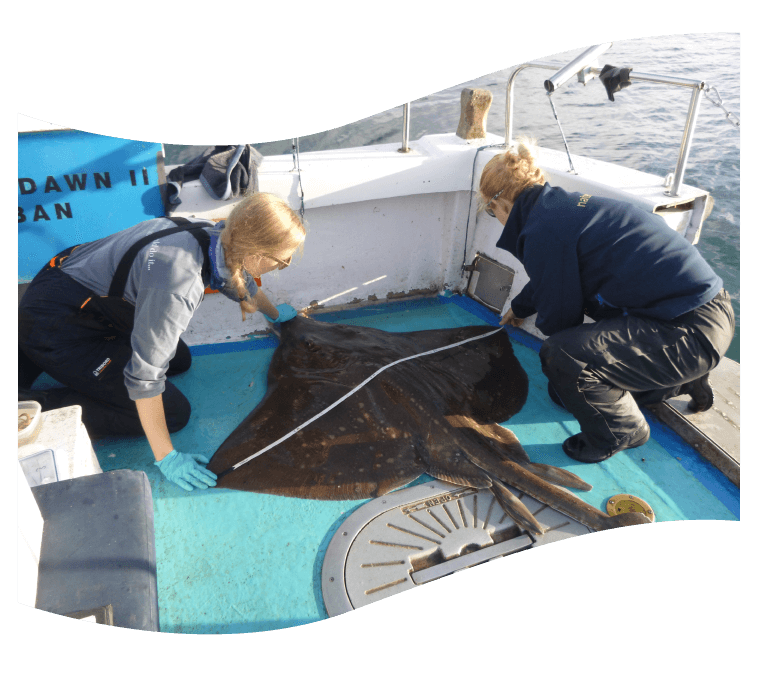 Two people measuring a flapper skate fish on a boat.