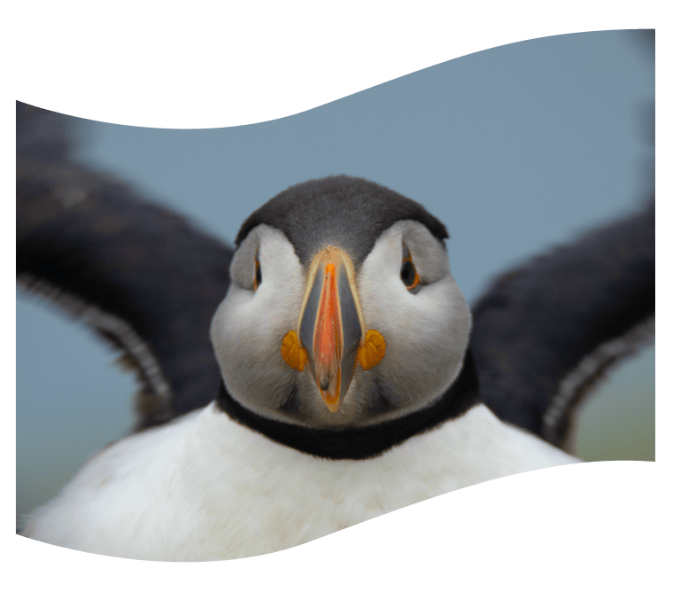 A puffin